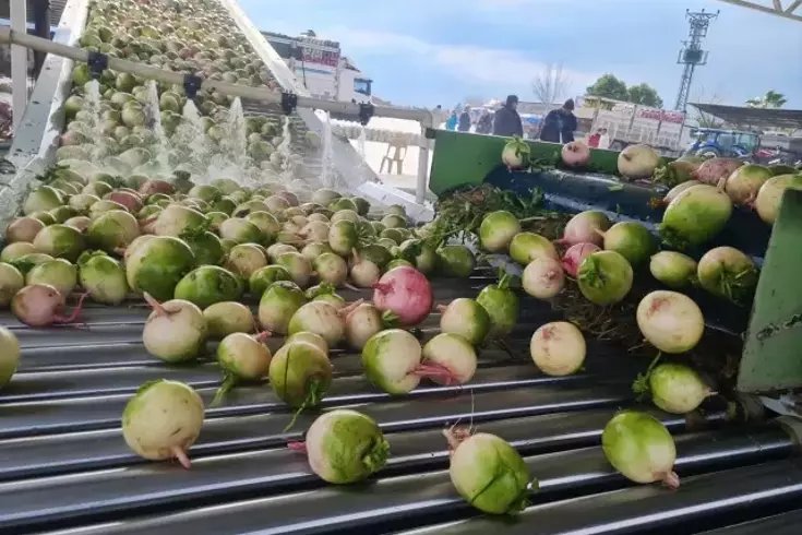 Osmaniye’de Türkiye’nin İlk Turp Paketleme Tesisi Kuruldu